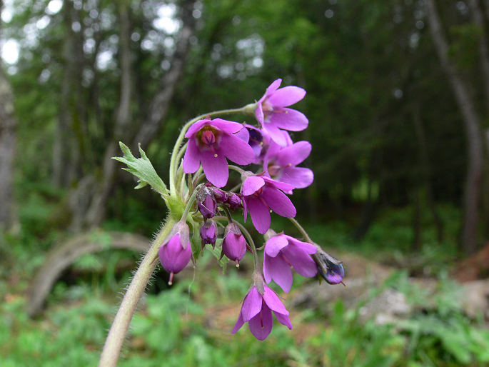 Primula matthioli (=Cortusa matthioli) / Cortusa di Mattioli