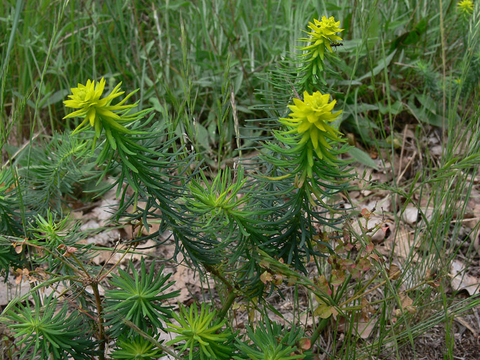 Euphorbia sp.