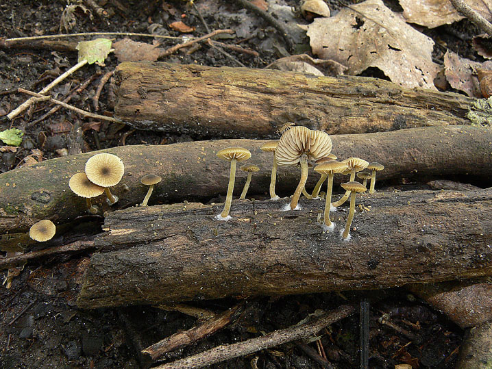 Simocybe da confermare