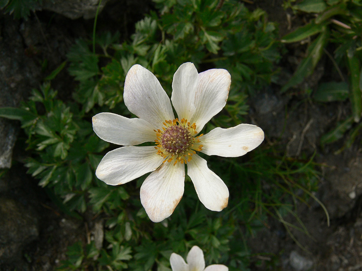 Anemonoides baldensis / Anemone del Monte Baldo