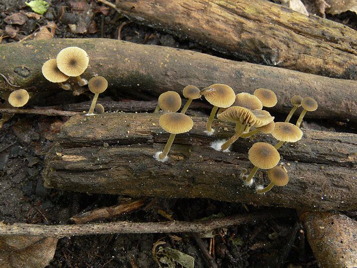 Simocybe da confermare