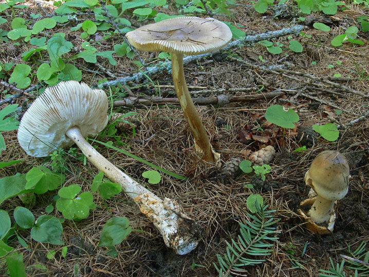 Amanita umbrinolutea?