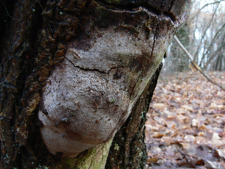 Phellinus pseudopunctatus A. David, Dequatre & Fiasson