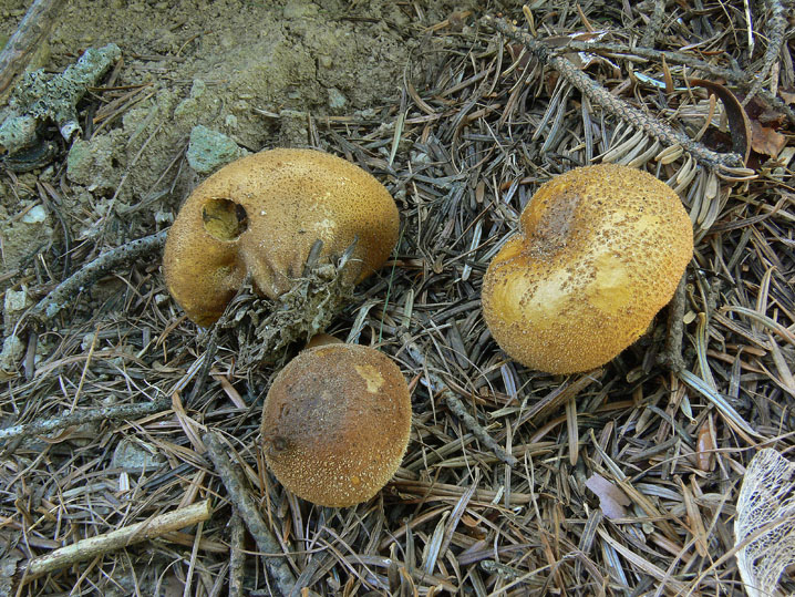 Lycoperdon nigrescens