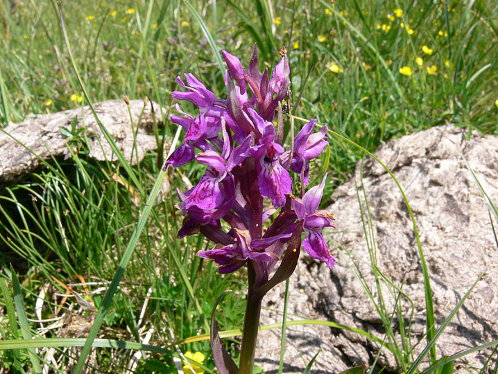 Dactylorhiza majalis / Orchide a foglie larghe