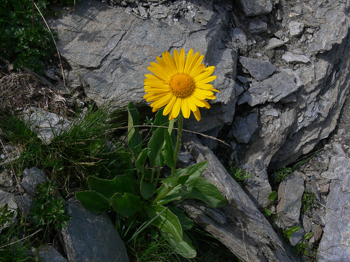 Doronicum clusii