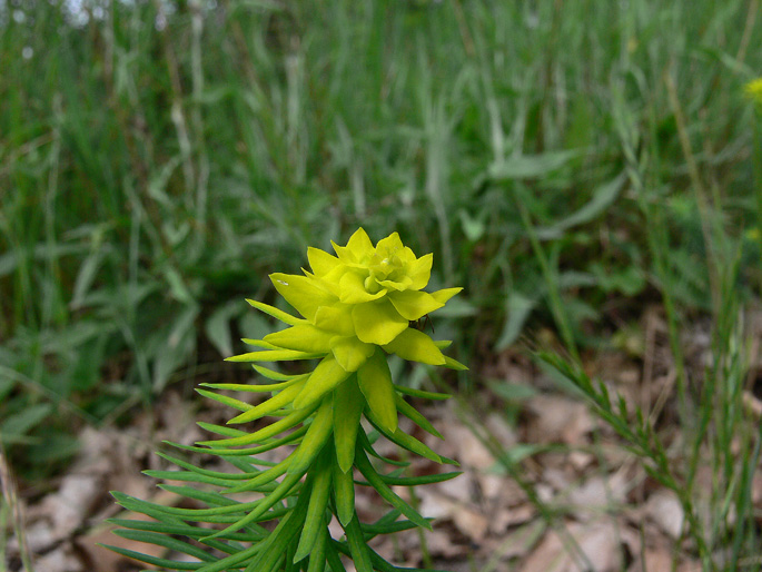 Euphorbia sp.