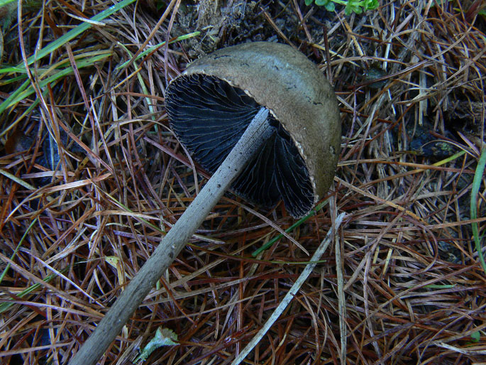 Panaeolus da determinare