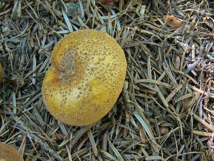 Lycoperdon nigrescens