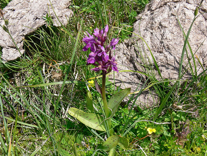 Dactylorhiza majalis / Orchide a foglie larghe