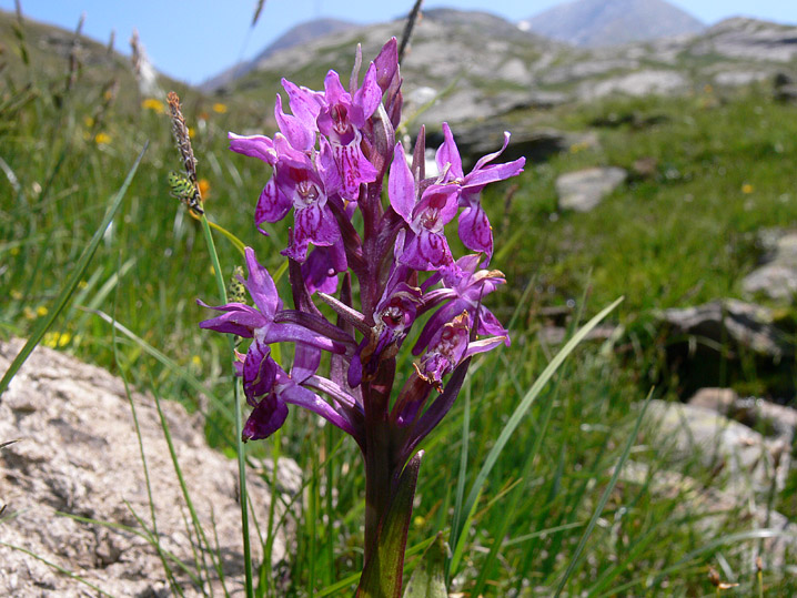 Dactylorhiza majalis / Orchide a foglie larghe