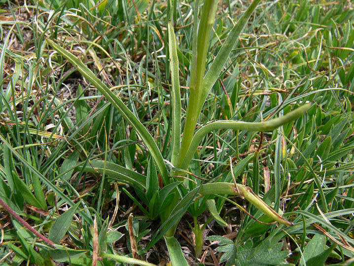 Nigritella corneliana / Nigritella di Cornelia Rudio