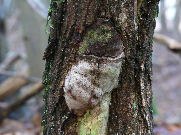 Phellinus pseudopunctatus A. David, Dequatre & Fiasson