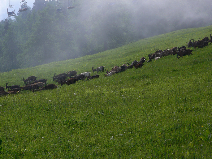 Scenari alpini