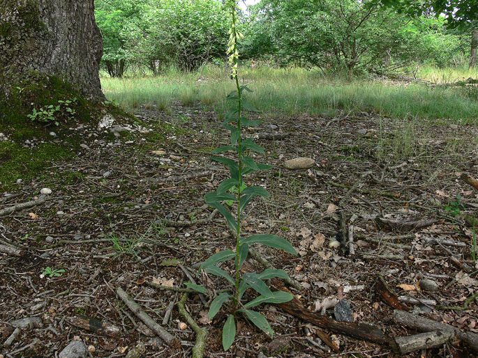 Digitalis lutea / Digitale gialla