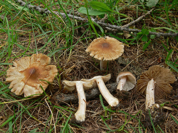 Inocybe da determinare