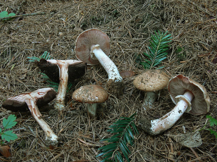 Agaricus silvaticus