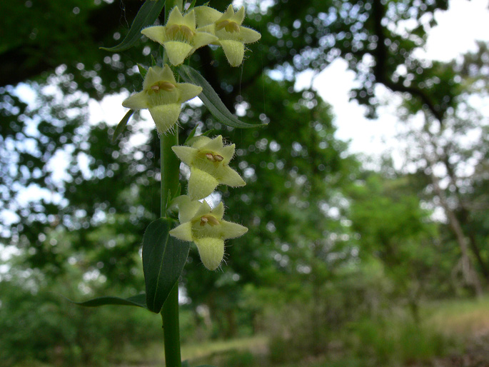 Digitalis lutea / Digitale gialla