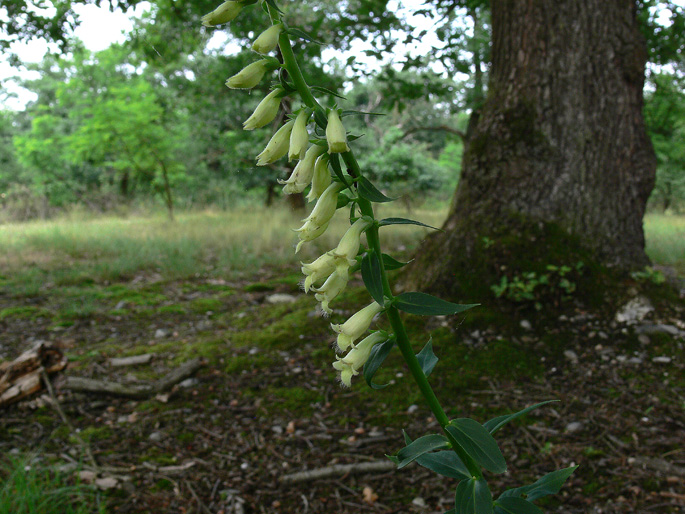 Digitalis lutea / Digitale gialla