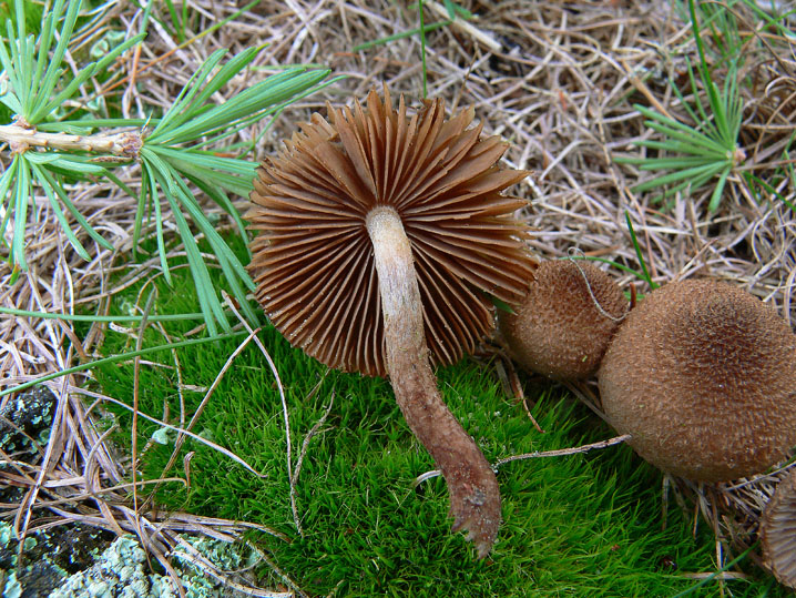 Inocybe lanuginosa da riconsiderare