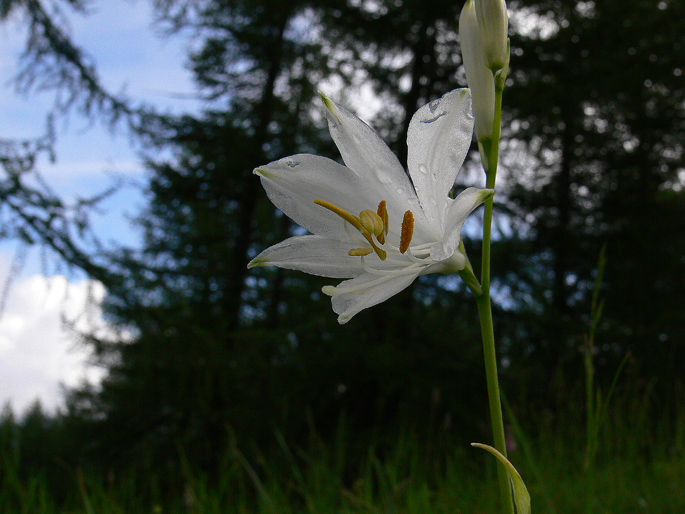 Paradisea liliastrum / Paradisia