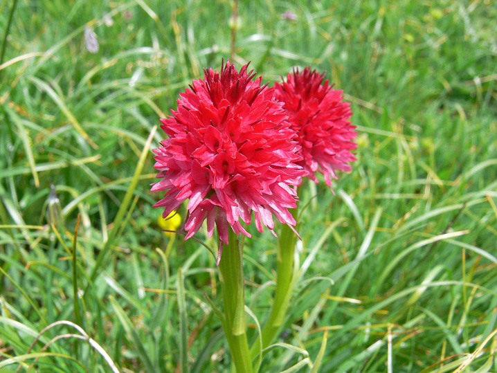 Nigritella corneliana / Nigritella di Cornelia Rudio