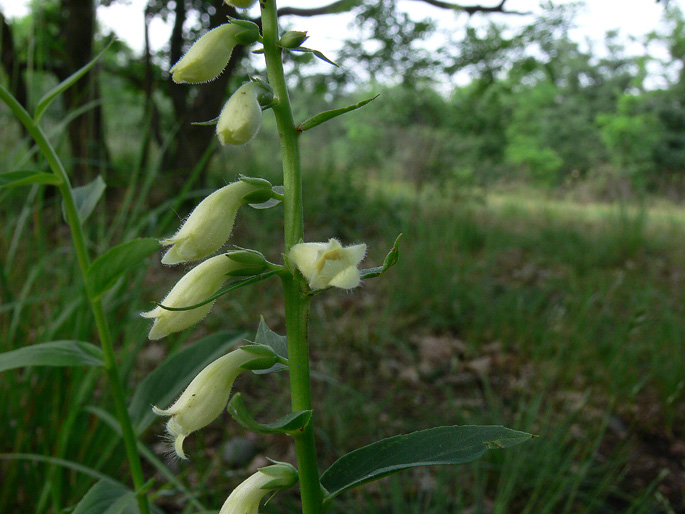 Digitalis lutea / Digitale gialla