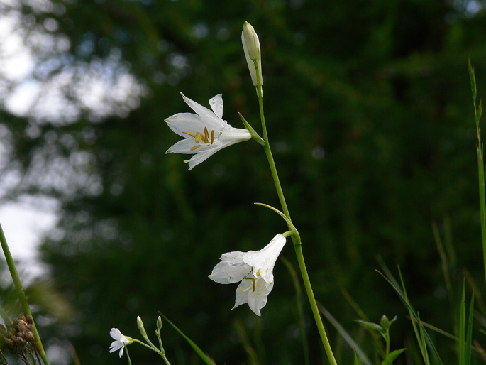 Paradisea liliastrum / Paradisia