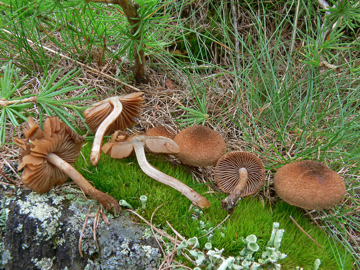 Inocybe lanuginosa da riconsiderare