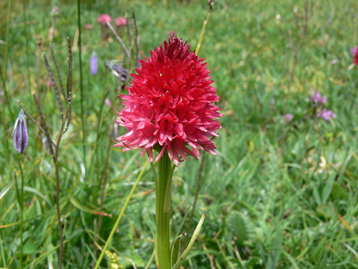 Nigritella corneliana / Nigritella di Cornelia Rudio