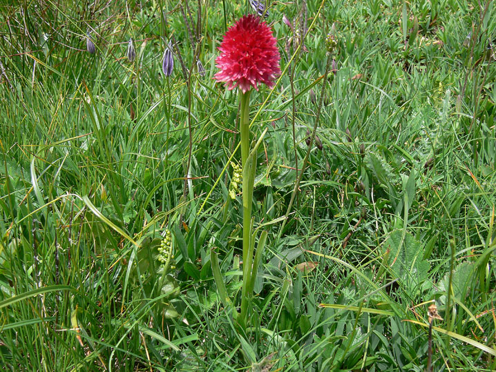 Nigritella corneliana / Nigritella di Cornelia Rudio