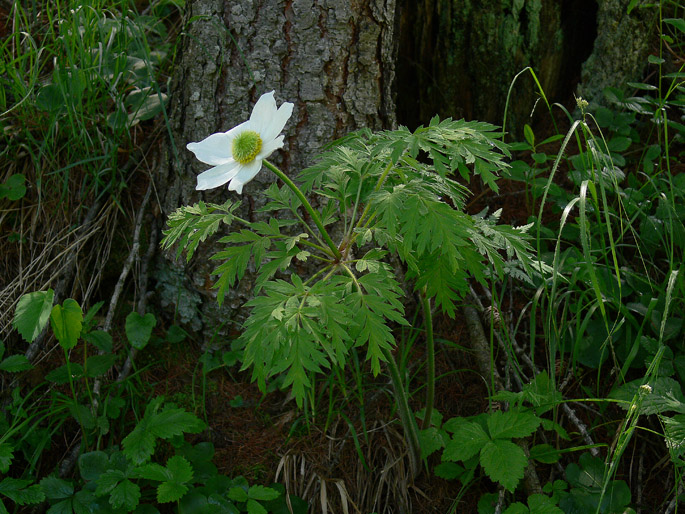 Pulsatilla alpina subsp. millefoliata