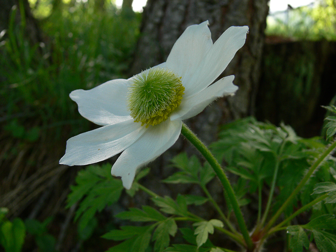 Pulsatilla alpina subsp. millefoliata