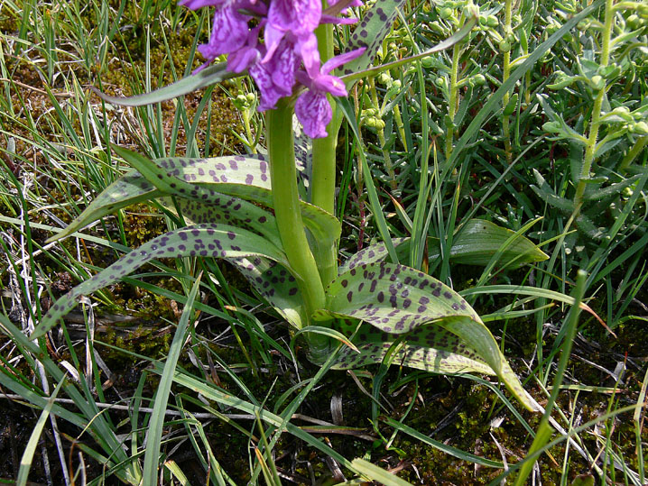 Dactylorhiza majalis / Orchide a foglie larghe