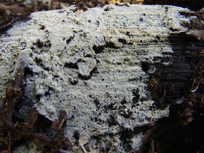 Botryobasidium subcoronatum