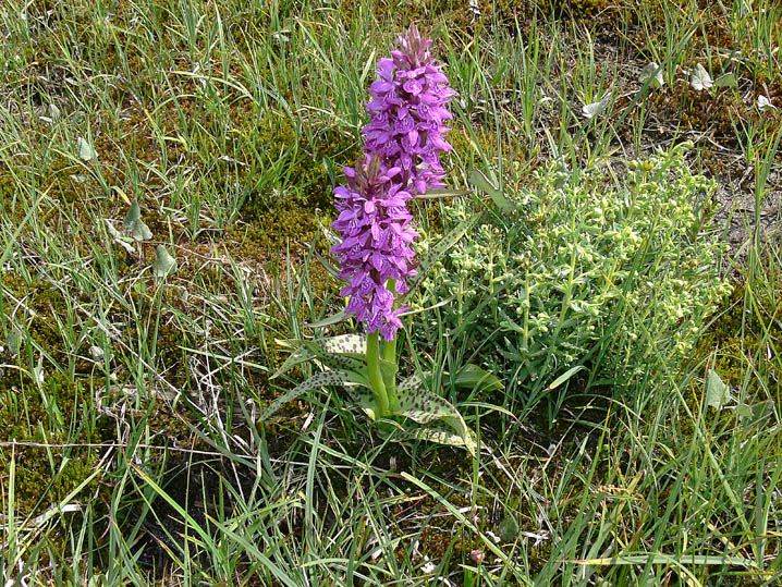 Dactylorhiza majalis / Orchide a foglie larghe