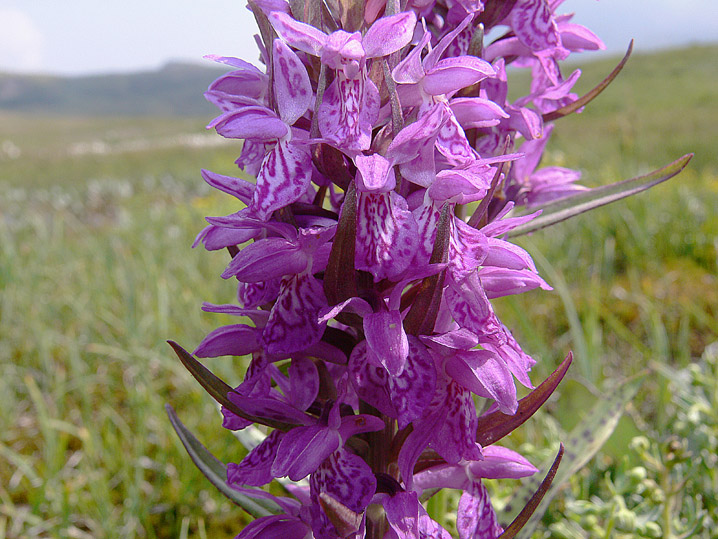 Dactylorhiza majalis / Orchide a foglie larghe