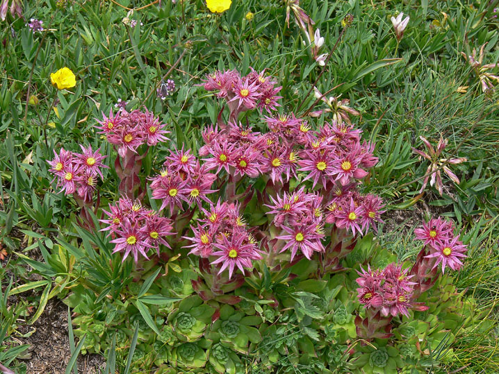 Sempervivum montanum / Semprevvivo montano