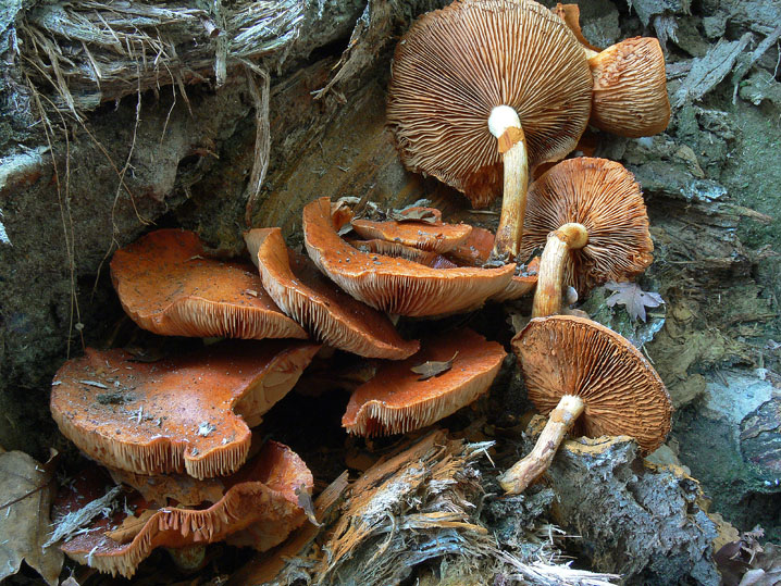 Gymnopilus junonius