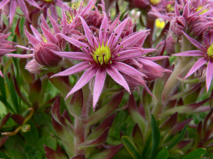 Sempervivum montanum / Semprevvivo montano