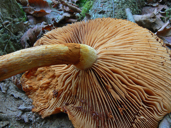 Gymnopilus junonius