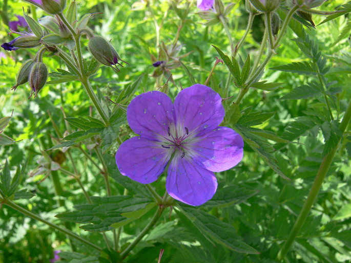 Geranium sylvaticum