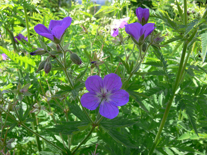 Geranium sylvaticum