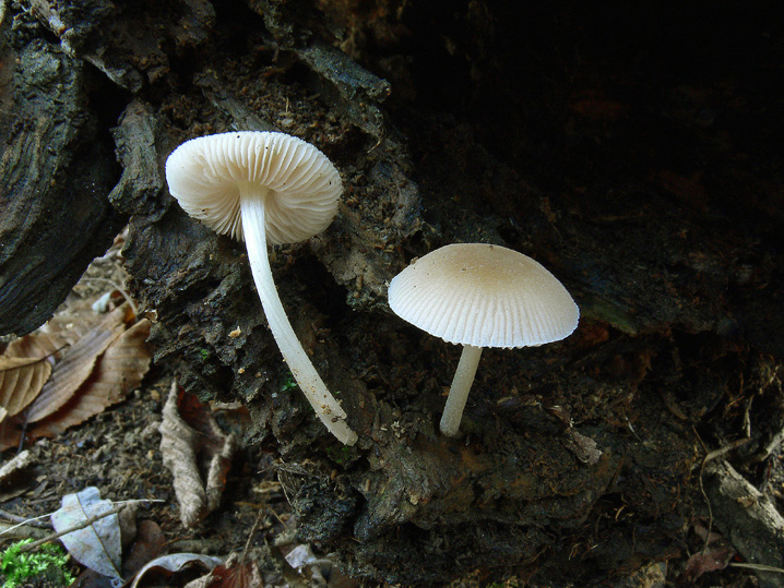 Pluteus plautus