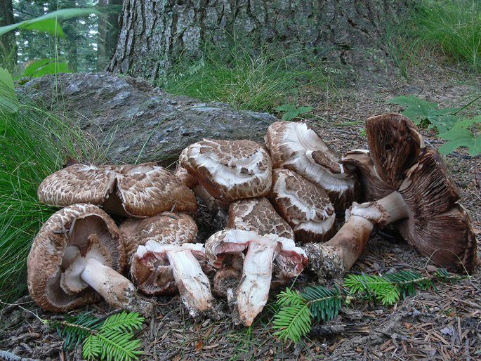 Agaricus a crescita cespitosa