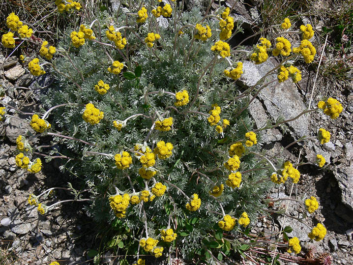 Artemisia glacialis / Assenzio genep nero