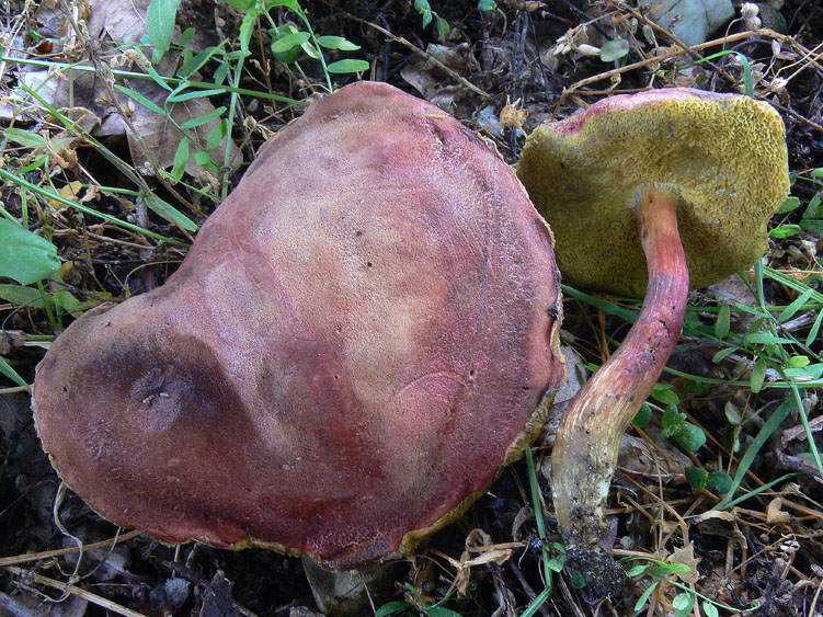 Xerocomus da determinare (cfr. Xerocomus rubellus)