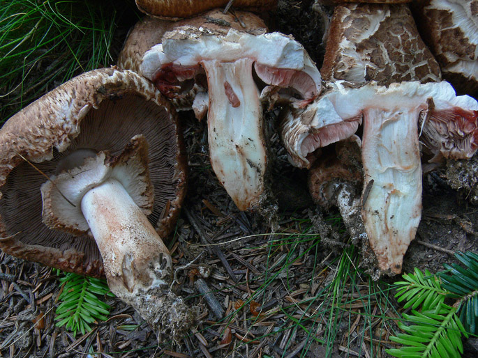 Agaricus a crescita cespitosa