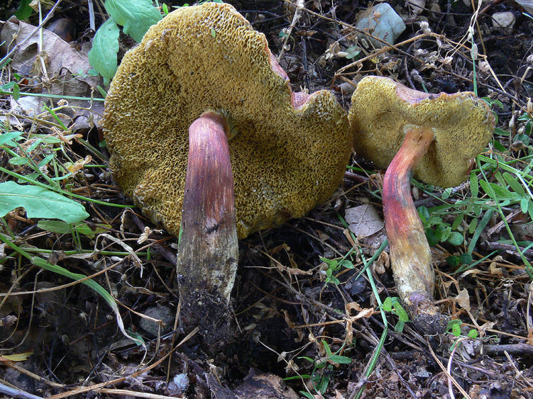 Xerocomus da determinare (cfr. Xerocomus rubellus)