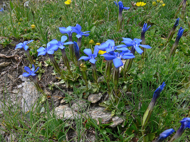 Gentiana verna